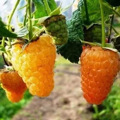 Малина ОРАНЖЕВОЕ ЧУДО  Малина ОРАНЖЕВОЕ ЧУДО в Одинцове