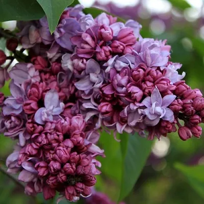 Сирень П.П.КОНЧАЛОВСКИЙ  Сирень П.П.КОНЧАЛОВСКИЙ в Одинцове