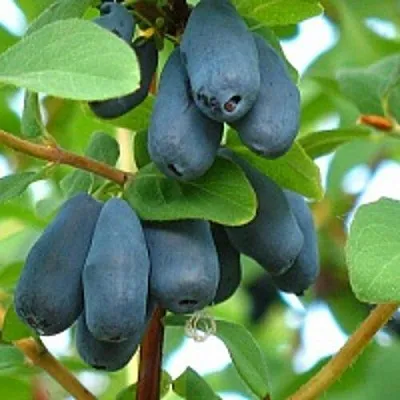 Жимолость съедобная ЮГАНА  Жимолость съедобная ЮГАНА в Одинцове