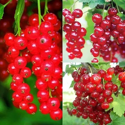 Комплект КРАСНЫЙ УРОЖАЙ в Одинцове