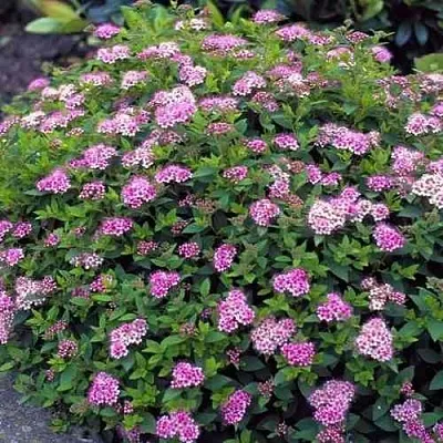 Спирея ЛИТЛ ПРИНЦЕСС японская в Одинцове