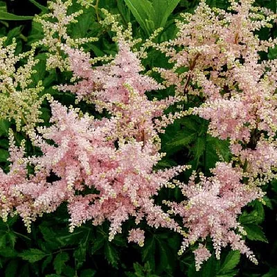 Астильба СЕСТРА ТЕРЕЗА Арендса  Астильба СЕСТРА ТЕРЕЗА Арендса в Одинцове