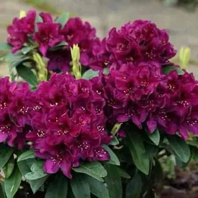 Рододендрон КАЛИ в Одинцове