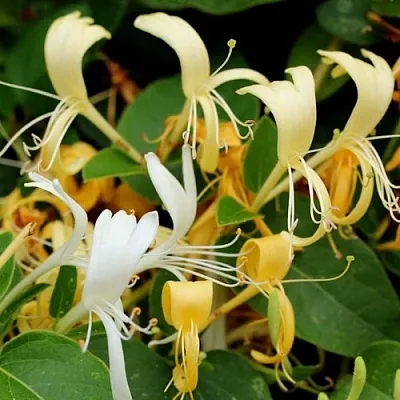 Жимолость ХАЛЛИАНА японская (Хелиана) в Одинцове