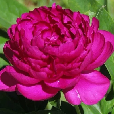 Пион БАРХАТ НОЧИ травянистый  Пион БАРХАТ НОЧИ травянистый в Одинцове