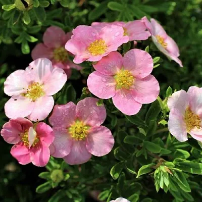 Лапчатка ЛАВЛИ ПИНК кустарниковая  Лапчатка ЛАВЛИ ПИНК кустарниковая в Одинцове