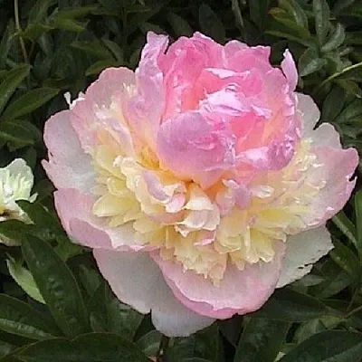 Пион РАСБЕРРИ САНДЕЙ травянистый  Пион РАСБЕРРИ САНДЕЙ травянистый в Одинцове