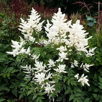 Астильба ДОЙЧЛАНД японская  Астильба ДОЙЧЛАНД японская в Одинцове