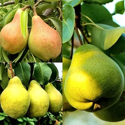 Комплект НАСТОЯЩИЙ ВОСТОРГ в Одинцове