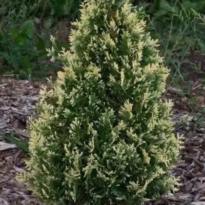 Туя БРАБАНТ ВАРИЕГАТТА западная — описание сорта Туя БРАБАНТ ВАРИЕГАТТА западная в Одинцове