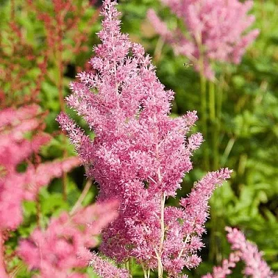 Астильба РЕЙНЛЕНД японская  Астильба РЕЙНЛЕНД японская в Одинцове