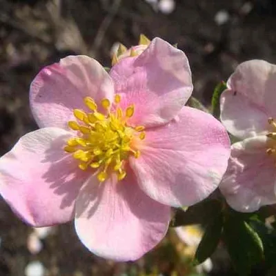 Лапчатка ПИНК КВИН кустарниковая в Одинцове