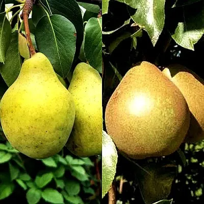 Комплект ДУЭТ в Одинцове