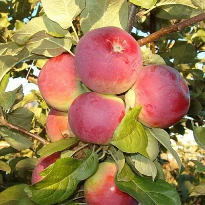 Яблоня ОРЛИК в Одинцове