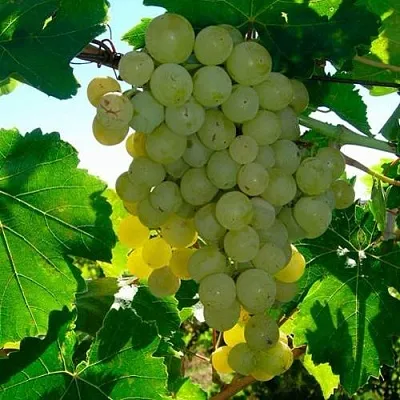 Виноград КИШМИШ МУСКАТНЫЙ  Виноград КИШМИШ МУСКАТНЫЙ в Одинцове