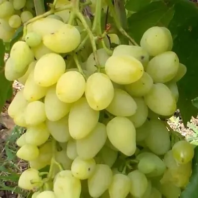 Виноград ЗАРНИЦА  Виноград ЗАРНИЦА в Одинцове