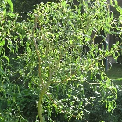 Ива МАТСУДАНА  Ива МАТСУДАНА в Одинцове