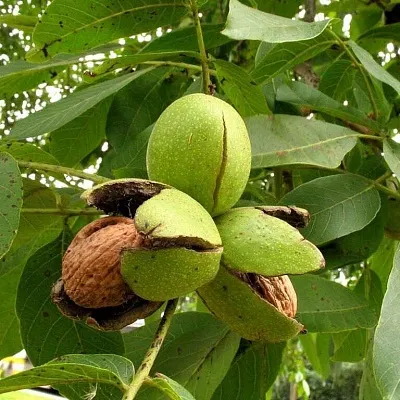 Грецкий орех  Грецкий орех в Одинцове