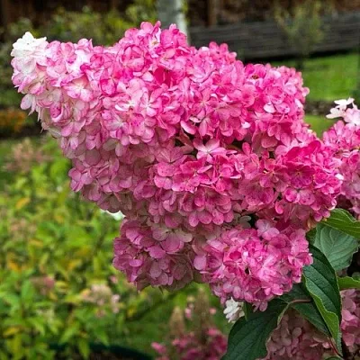 Гортензия МЕГА МИНДИ метельчатая  Гортензия МЕГА МИНДИ метельчатая в Одинцове