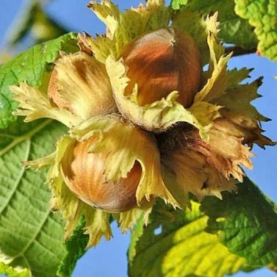 Фундук ТОНДА РОМАНА  Фундук ТОНДА РОМАНА в Одинцове