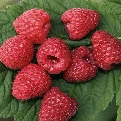 Малина ЗЮГАНА  Малина ЗЮГАНА в Одинцове