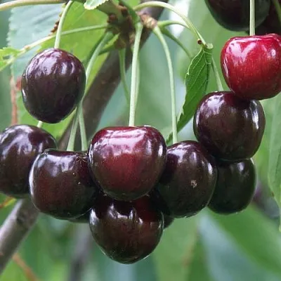 Черешня ЛЮБИМИЦА АСТАХОВА в Одинцове