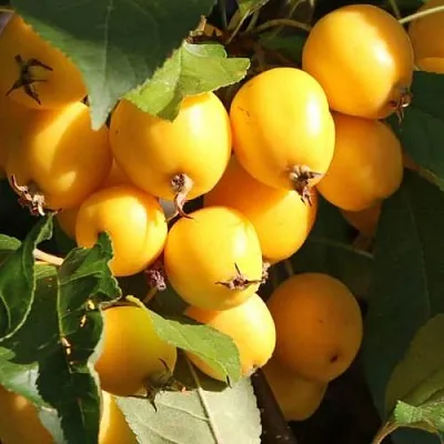 Яблоня ГОЛДЕН ХОРНЕТ декоративная  Яблоня ГОЛДЕН ХОРНЕТ декоративная в Одинцове