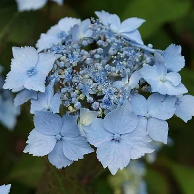 Гортензия БЛЮ ДЕКЛ пильчатая  Гортензия БЛЮ ДЕКЛ пильчатая в Одинцове