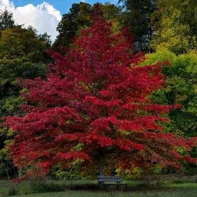 Дуб болотный  Дуб болотный в Одинцове