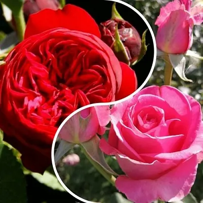 Комплект РОМАНТИЧЕСКИЙ БУКЕТ в Одинцове