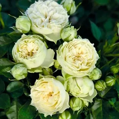 Саженцы роз БЛАНШЕТТ спрей  Саженцы роз БЛАНШЕТТ спрей в Одинцове