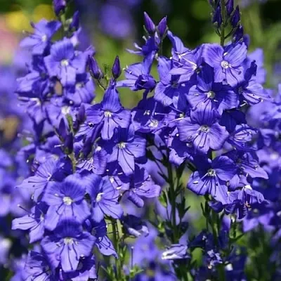 Вероника австрийская  Вероника австрийская в Одинцове