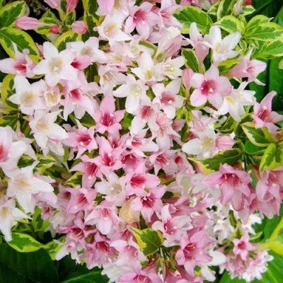 Вейгела САННИ ПРИНЦЕСС — описание сорта Вейгела САННИ ПРИНЦЕСС в Одинцове