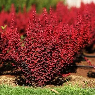 Барбарис ОРАНЖ РОКЕТ тунберга в Одинцове