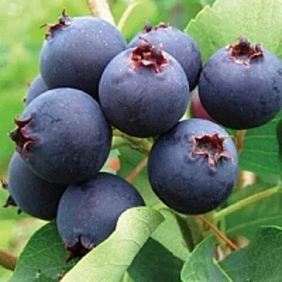 Ирга  Ирга в Одинцове