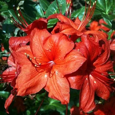 Азалия ДОЛОРОСО листопадная в Одинцове