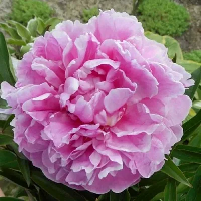 Пион РИМ травянистый  Пион РИМ травянистый в Одинцове