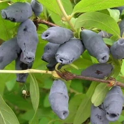 Жимолость съедобная РОКСАНА  Жимолость съедобная РОКСАНА в Одинцове