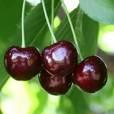 Черешня ЛЕНИНГРАДСКАЯ ЧЁРНАЯ в Одинцове