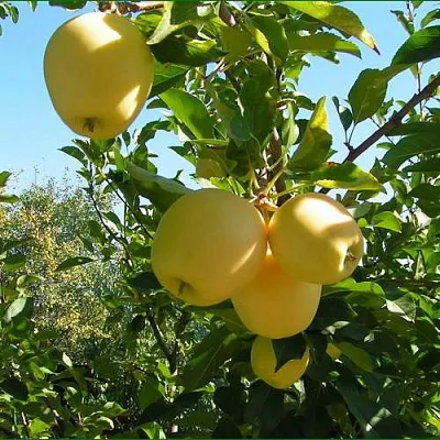 Яблоня ГОЛДЕН МИЛЛЕНИУМ  Яблоня ГОЛДЕН МИЛЛЕНИУМ в Одинцове