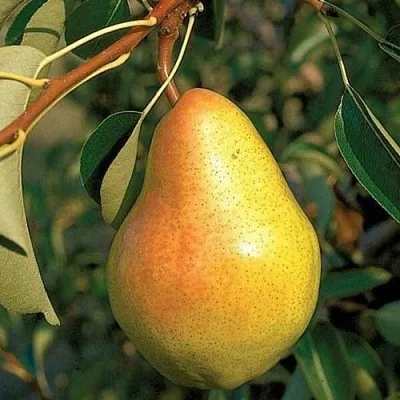 Груша ВЕЛЕСА  Груша ВЕЛЕСА в Одинцове