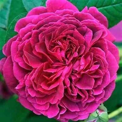 Саженцы роз ВИЛЬЯМ ШЕКСПИР английская  Саженцы роз ВИЛЬЯМ ШЕКСПИР английская в Одинцове