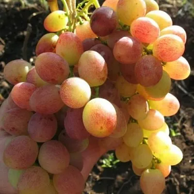 Виноград ТАСОН  Виноград ТАСОН в Одинцове