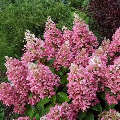 Гортензия ПИНКИ ВИНКИ метельчатая  Гортензия ПИНКИ ВИНКИ метельчатая в Одинцове