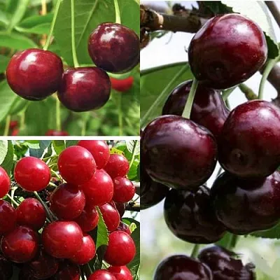 Комплект ВИШНЕВЫЙ САД в Одинцове