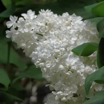 Сирень РУССКИЙ СЕВЕР  Сирень РУССКИЙ СЕВЕР в Одинцове