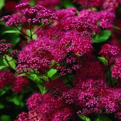 Спирея АНТОНИ ВАТЕРЕР японская в Одинцове