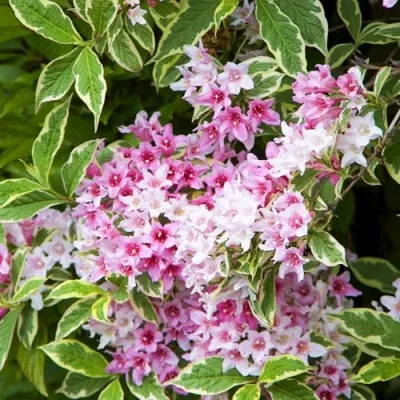 Вейгела САННИ ПРИНЦЕСС — описание сорта Вейгела САННИ ПРИНЦЕСС в Одинцове