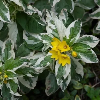 Вербейник АЛЕКСАНДР точечный  Вербейник АЛЕКСАНДР точечный в Одинцове