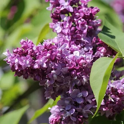 Сирень ИЗОБИЛИЕ  Сирень ИЗОБИЛИЕ в Одинцове